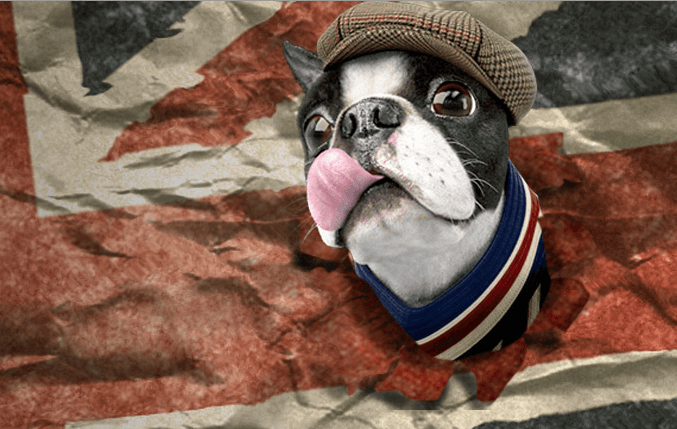 Image of Mr Smith French Bulldog Mascot