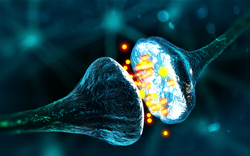 A digital rendering of the synapses between two nerve cells